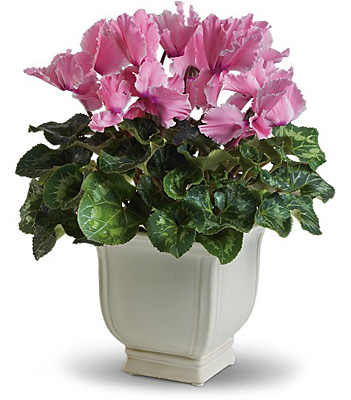 Sunny Cyclamen